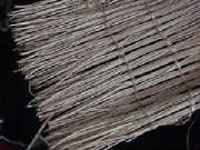 alaskansweetgrass.jpg.jpg