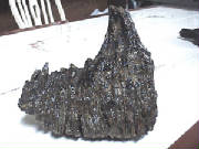 mammothtooth1.jpg