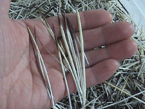 porcupinequills.jpg.jpg