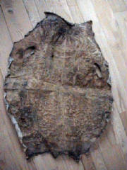 sealskinback.jpg