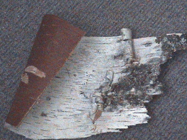 birchbark.jpg